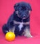 Brown mutt puppy with orange on a red