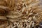 Brown natural  texture of dry stems of plants and wheat