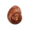 Brown Nautica spiral shell on white with clipping path