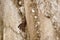 Brown and Neutral Stone Wall Background Texture With Rusty Cable