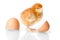Brown newborn chicken with egg shells