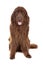 Brown Newfoundland dog