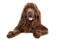 Brown Newfoundland dog