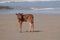 Brown Nguni calf on the sand at Second Beach, Port St Johns on the wild coast in Transkei, South Africa