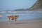 Brown Nguni cow on the sand at Second Beach, Port St Johns on the wild coast in Transkei, South Africa.