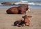 Brown Nguni cow and young calf lie in the sand at Second Beach, at Port St Johns on the wild coast in Transkei, South Africa.