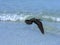 Brown noddy, Anous stolidus galapagensis, fish in the bay, Santa Cruz, Galapagos, Ecuador.