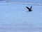 Brown noddy, Anous stolidus galapagensis, fish in the bay, Santa Cruz, Galapagos, Ecuador.