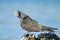 Brown Noddy, Noddy, Anous stolidus