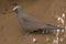 Brown Noddy Tern on a Rock Shelf