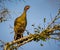 Brown, noisy, chaco chachalaca, perched on branch of Pantanal,