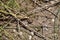 Brown Northern leopard frog (Lithobates pipiens) resting along hiking trail at Presqu\\\'ile