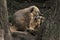 Brown-nosed Coati