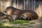 Brown-nosed Coati portrait in nature