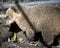 The brown nosed coati is a small animal with dark brown legs and a striped tail