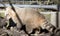 The brown nosed coati is walking around his cage