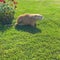 Brown nutria on green lawn wuth flowers eats. portrait of coypu in the wild. albino muskrat, beautiful waterfowl otter