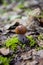 Brown oiler mushroom in autumn fallen leaves and moss