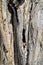 Brown old acacia bark texture detail, background bark texture close up