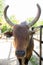 Brown old bull looks at the camera. Portrait. Close-up