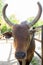 Brown old bull looks at the camera. Portrait. Close-up