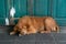 A brown old dog relax sleep in front of green wood door