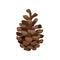 Brown open pine cone on a white background. Vector illustration.