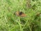 Brown orange fritillary butterfly in the forest