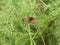 Brown orange fritillary butterfly in the forest