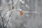 Brown and orange leaf on birch tree on snowy autumn day