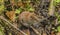 Brown orange mouse in forest