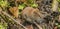 Brown orange mouse in forest