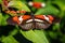 Brown, orange and white colored longwing butterfly