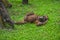 Brown orangutan sleeping comfortably in the grass