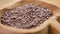 Brown organic farm lentil seeds falling into a rustic wooden cracked bowl.