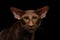 Brown Oriental cat on isolated black background