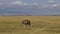 The brown ostrich grazes in the endless savannah of Africa
