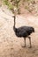 Brown ostrich walking