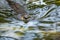 Brown otter looking away from the camera