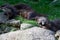 Brown otter resting on a stone