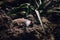 Brown otter sleeping cuddled on the rocks and under the green plant. Cute small animal resting.