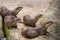 Brown otters looking for food