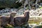 Brown otters playing together at the water