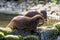 Brown otters playing together at the water