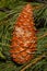 Brown oval cone on the background of green fluffy Christmas tree closeup flora design