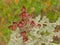 Brown overblown flowers of a rock rose