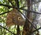 Brown owl butterfly with big wings with an impressive yellow circle