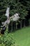 Brown owl, falconry, Vorarlberg, Austria