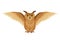 Brown owl with open wings. Vector illustration.