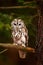 Brown owl sitting on tree stump in the dark forest habitat with catch. Beautiful animal in nature. Bird in the Sweden forest. Wild